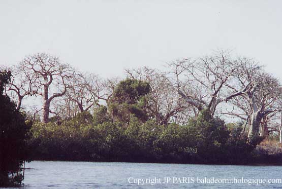 Sine Saloum