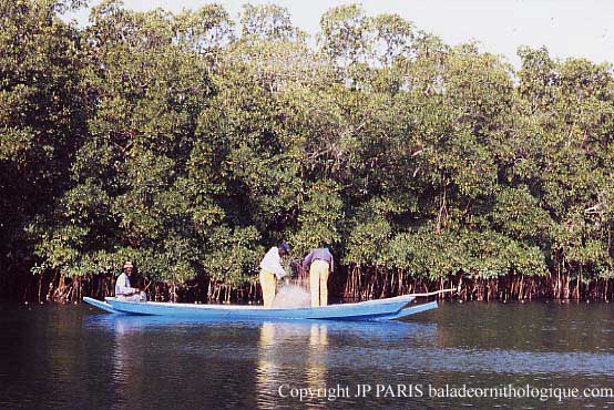 Sine Saloum