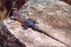Lézard d'Afrique