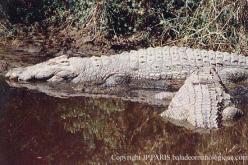 Crocodile du Nil