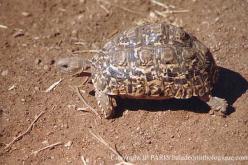 Tortue léopard