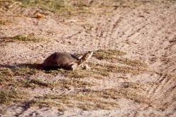 Tortues d'Afrique