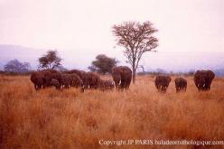 Éléphant d'Afrique