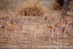 Impala