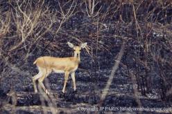 Steenbok