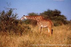 Girafe du Kenya