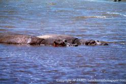 Hippopotame