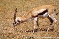 Gazelle de Thomson