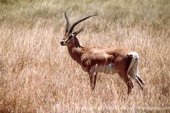 Gazelle de Grant