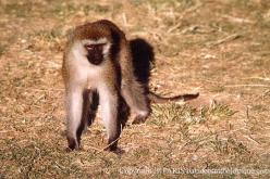 Vervet ou Grivet