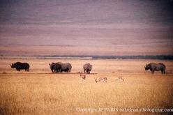 Rhinocéros noir