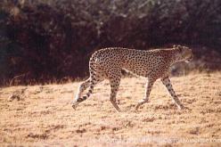 Guépard
