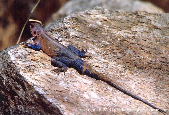 Lézard d'Afrique