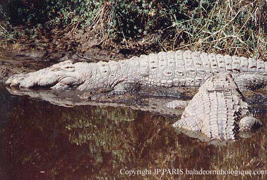 Crocodile du Nil