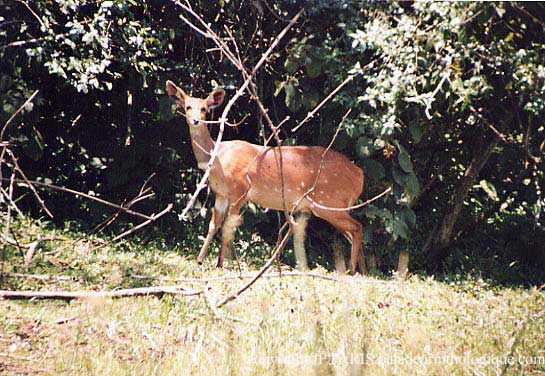 Guib harnaché