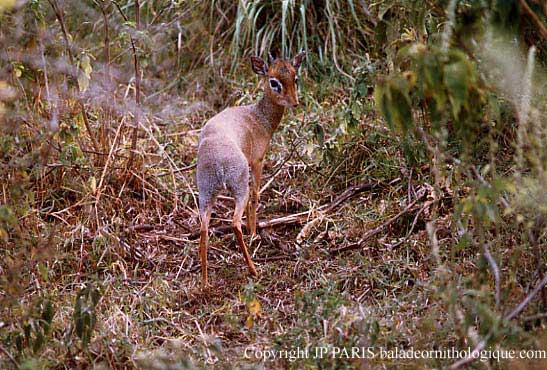 Dik-dik de Kirk