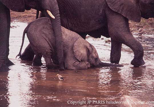 Éléphant d'Afrique