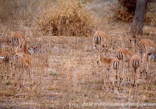 Impala