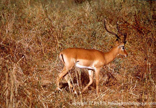 Impala