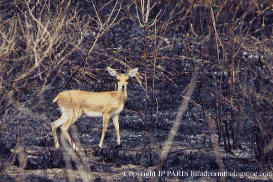 Steenbok
