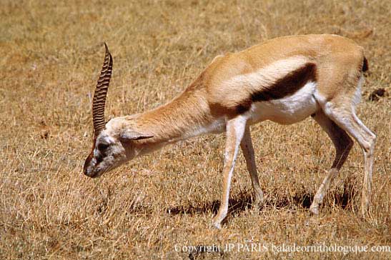 Gazelle de Thomson