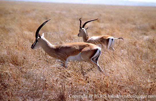 Gazelle de Grant