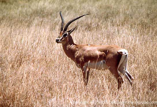 Gazelle de Grant