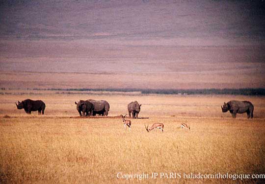 Rhinocéros noir