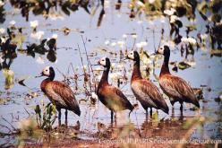 Dendrocygne veuf