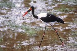Jabiru d'Afrique