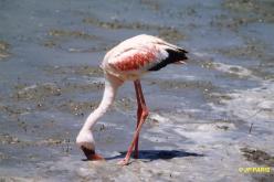 Flamant nain