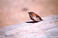 Moineau roux
