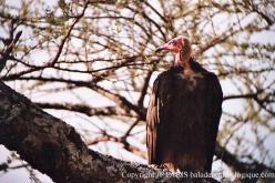 Vautour charognard