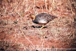 Francolin coqui