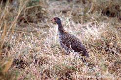 Francolin à poitrine grise