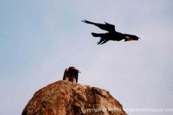 Aigle de Verreaux