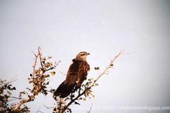 Coucal à sourcils blancs