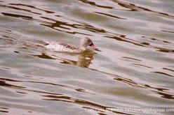 Canard du Cap