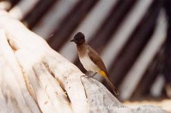 Bulbul des jardins