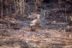 Francolin à cou jaune