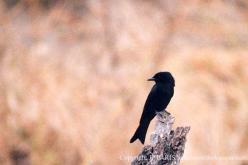 Drongo brillant