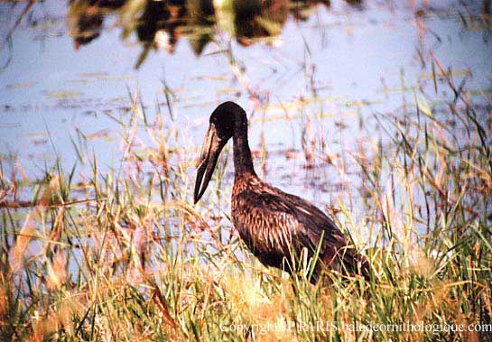 Anastomus lamelligerus