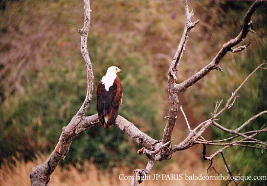 Haliaeetus vocifer