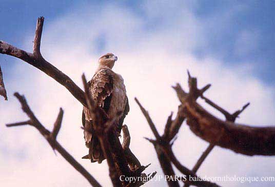 Aquila rapax