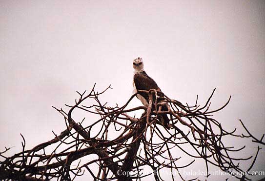 Polemaetus bellicosus