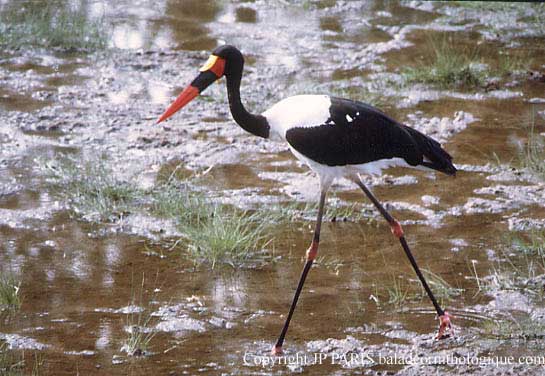 Ephippiorhynchus senegalensis