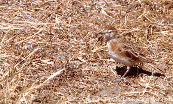 Calandrella cinerea