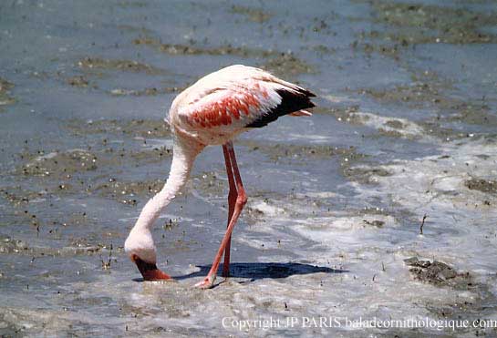 Phoenicopterus minor
