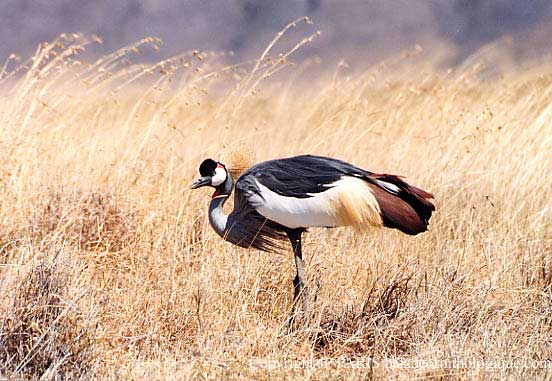 Balearica regulorum
