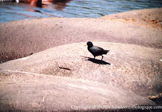 Amaurornis flavirostra